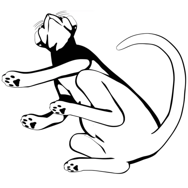 Cat Sketch White Background Sphynx Silhouette Vector Pet Illustration — Stock Vector