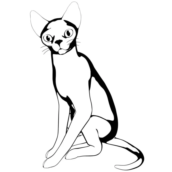 Desenho Gato Sobre Fundo Branco Sphynx Silhueta Vetor Ilustração Animal —  Vetores de Stock