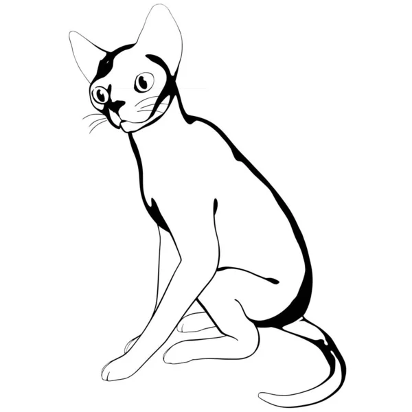 Katzenskizze Auf Weißem Hintergrund Sphynx Silhouette Vektor Haustier Illustration — Stockvektor