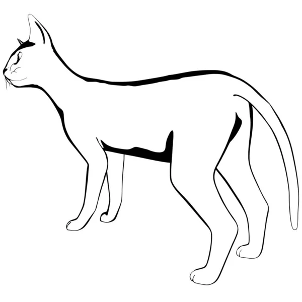 Schizzo Gatto Sfondo Bianco Sphynx Silhouette Vector Illustrazione Animale Domestico — Vettoriale Stock