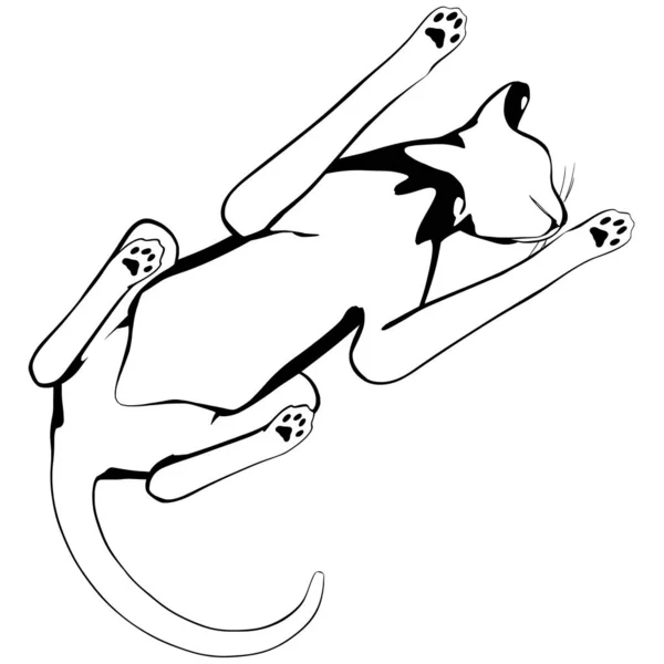 Cat Sketsa Pada Latar Belakang Putih Siluet Vektor Sphynx Ilustrasi - Stok Vektor