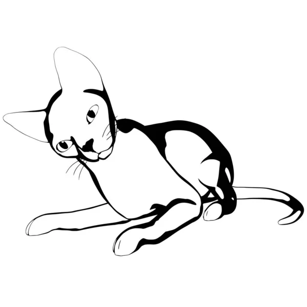 Desenho Gato Sobre Fundo Branco Sphynx Silhueta Vetor Ilustração Animal —  Vetores de Stock