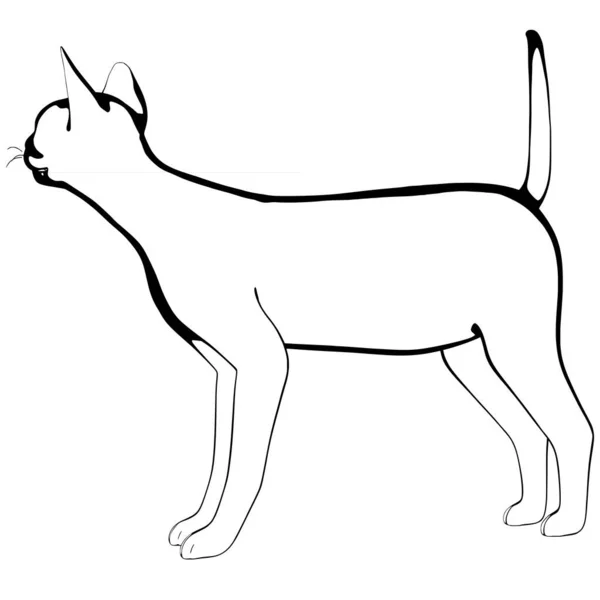 Kattenschets Een Witte Achtergrond Sphynx Silhouet Vector Huisdier Illustratie — Stockvector