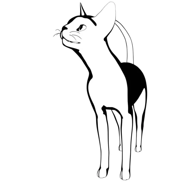 Cat Sketch White Background Sphynx Silhouette Vector Pet Illustration — Stock Vector