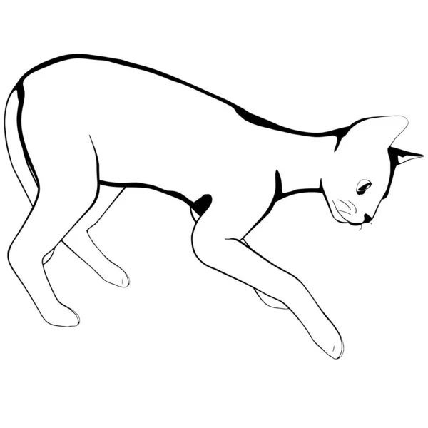 Esbozo Gato Sobre Fondo Blanco Esfinge Silueta Vector Mascota Ilustración — Archivo Imágenes Vectoriales