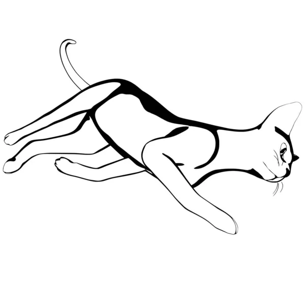 白地に猫のスケッチ スフィンクスシルエットベクトル ペットイラスト — ストックベクタ