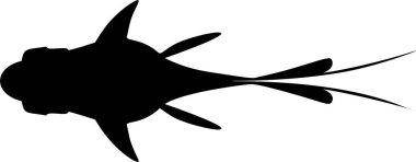 Japon balığının vektör çizimi