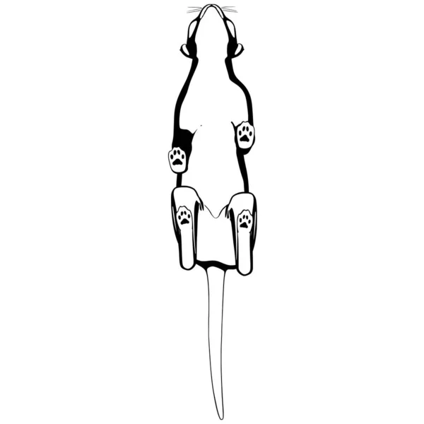 Croquis De Chat Sur Fond Blanc Sphynx Silhouette Vecteur Illustration Pour Animaux De Compagnie Grandes Lignes Chaton Stock Photo Croquis De Chat Sur Fond Blanc Sphynx Silhouette Vecteur Illustration Pour Animaux De Compagnie Grandes Lignes Chaton Stock Photo