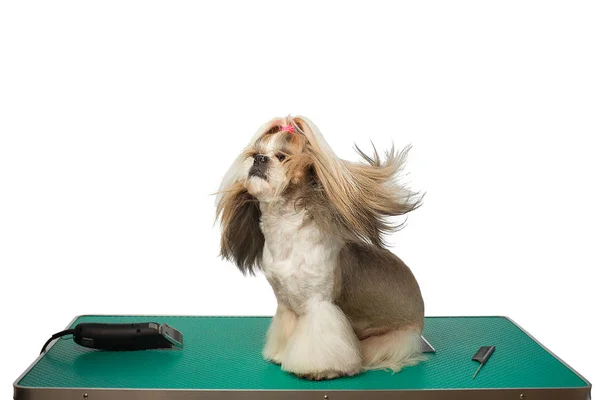 Beautiful shih-tzu dog at the groomer table — Stock Photo, Image