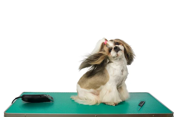 Hund på groomer's tabell med omständlig hår — Stockfoto