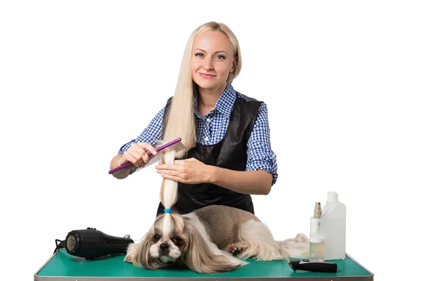 Woman groomer combing cute shih-tzu dog — Stock Photo, Image