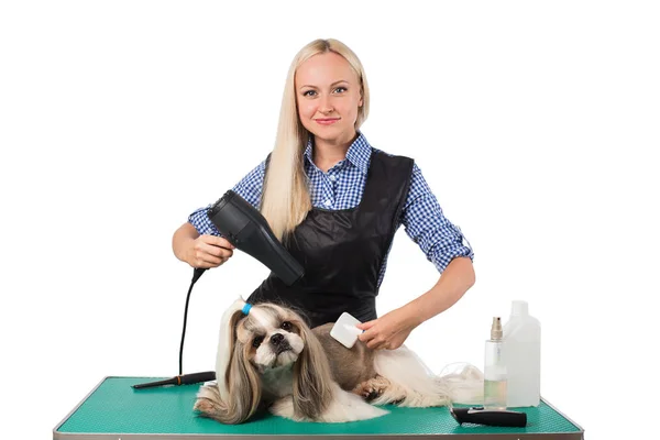 Woman groomer combing cute shih-tzu dog — Stock Photo, Image