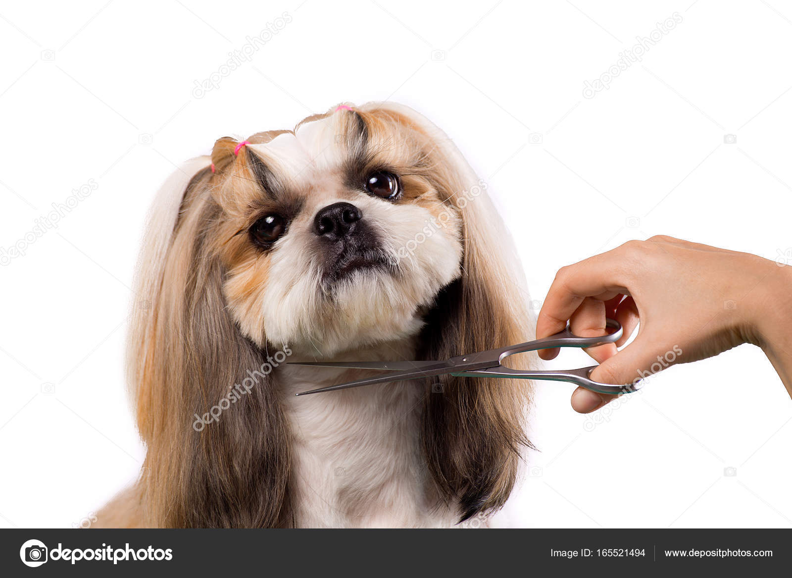 Shih tzu comb cheap