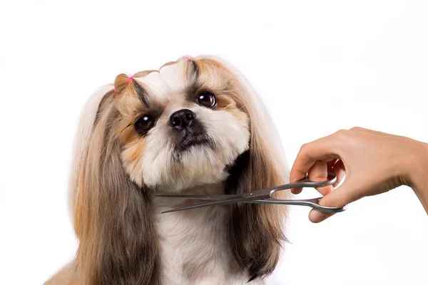 Красивая собака Ши-Цзы в руках парикмахера с расчёской . — стоковое фото