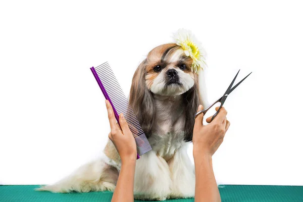 Vackra shih-tzu hund groomer's händer med kam. — Stockfoto