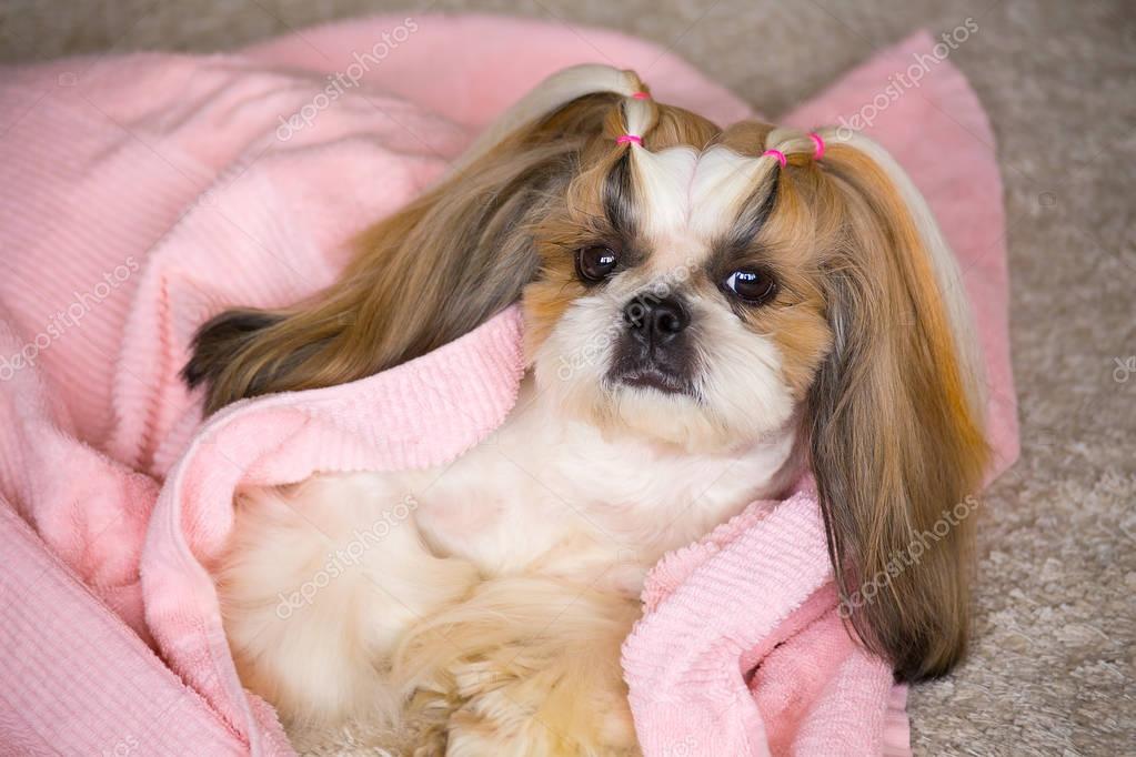 Wunderschöne ShihTzu Hund auf der Groomer Hände mit Kamm — Stockfoto