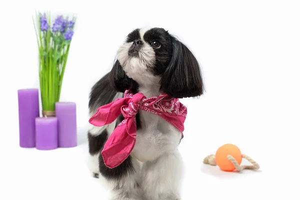 Beautiful Shih-tzu puppy with holiday candle. — Stock Photo, Image