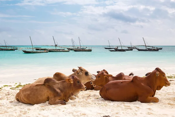 Vacas africanas descansan en la playa — Foto de Stock