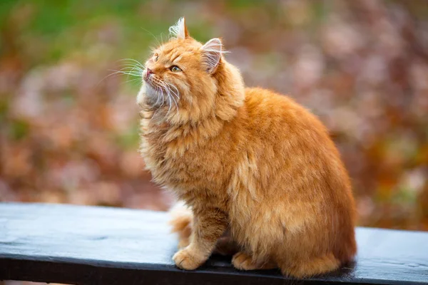 Chat rouge assis dans le parc . — Photo