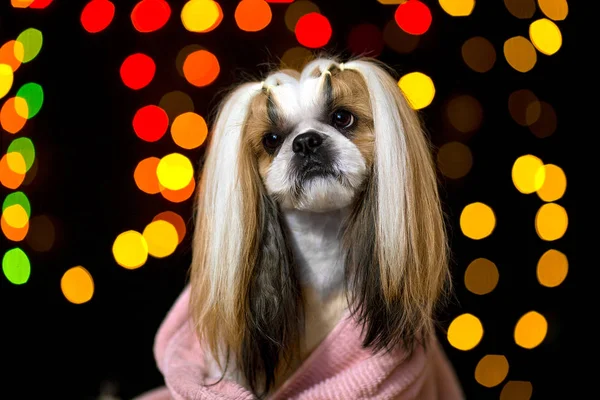 Mooie shih-tzu hond portret mode stijl — Stockfoto