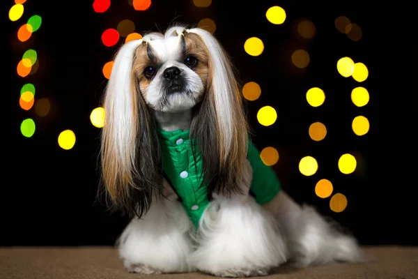 Krásná shih-tzu pes v zelené bundě a bokeh — Stock fotografie