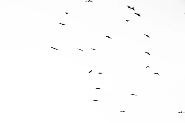 Foto real de corvos voadores no céu branco textura hi-res para d — Fotografia de Stock