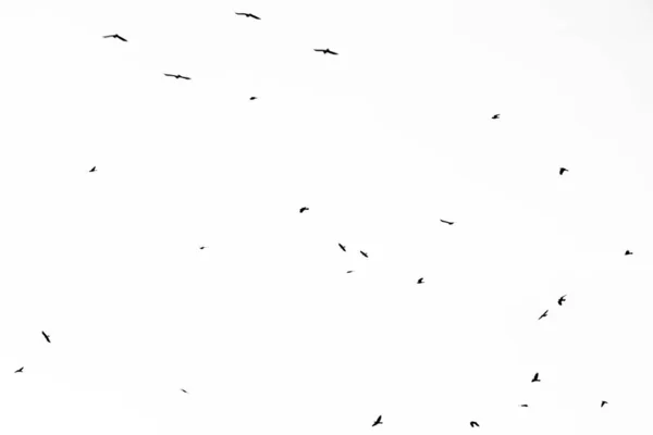 Πραγματική φωτογραφία από ιπτάμενα κοράκια στο λευκό ουρανό hi-res υφή για d — Φωτογραφία Αρχείου