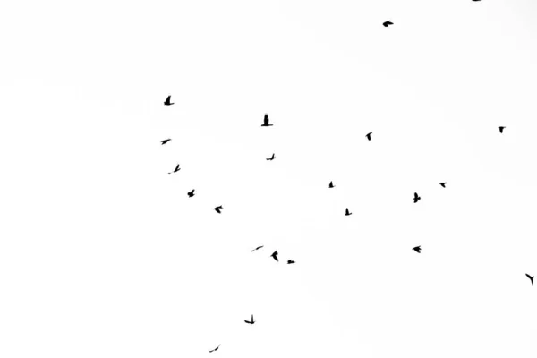Echtes Foto von fliegenden Krähen am weißen Himmel hallo-res Textur für d — Stockfoto