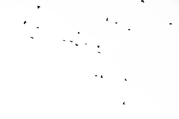 Skutečná fotografie létajících vrán na bílém nebi hi-res textury pro d — Stock fotografie