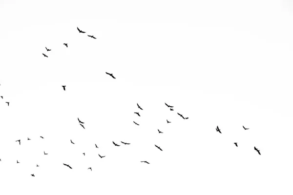 Fotografie reală a ciorilor zburătoare pe cerul alb textura hi-res pentru d — Fotografie, imagine de stoc