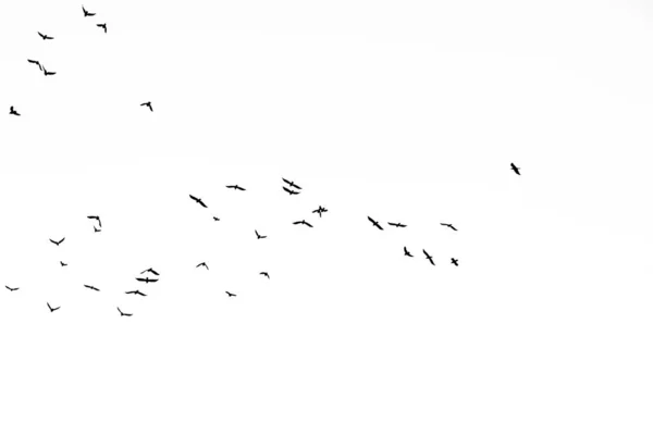Foto real de cuervos voladores en el cielo blanco hi-res textura para d — Foto de Stock