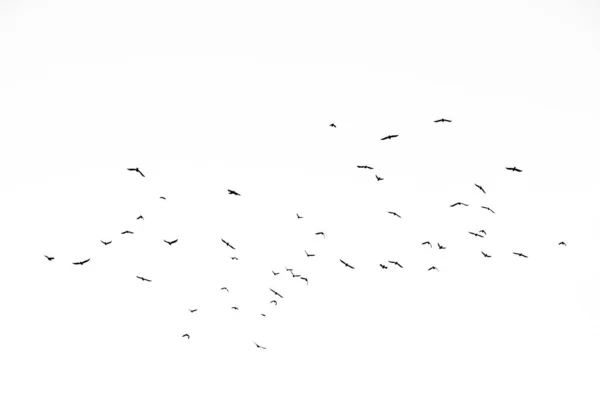 Справжня фотографія літаючих ворон на білому небі текстура hi-res для d — стокове фото