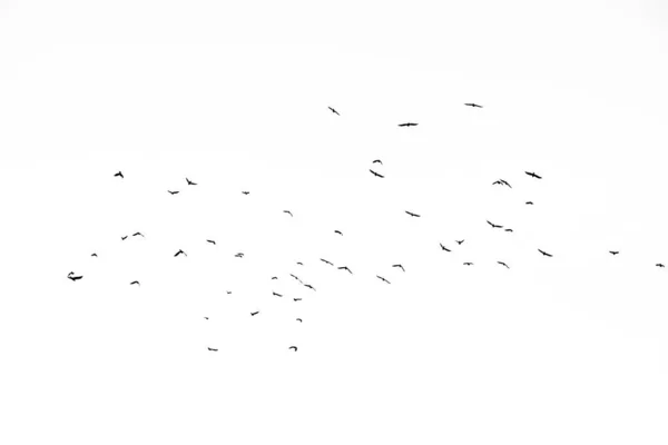 Real photo of flying crows on the white sky hi-res texture for d — 스톡 사진