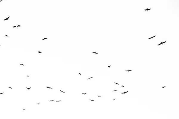 Πραγματική φωτογραφία από ιπτάμενα κοράκια στο λευκό ουρανό hi-res υφή για d — Φωτογραφία Αρχείου