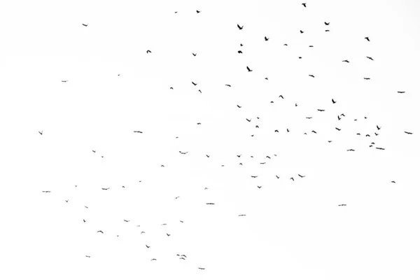 Foto reale di corvi volanti sul cielo bianco texture ad alta risoluzione per d — Foto Stock