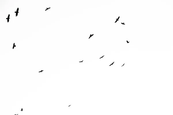 Echtes Foto von fliegenden Krähen am weißen Himmel hallo-res Textur für d — Stockfoto