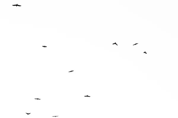 空を飛ぶカラスのリアルな写真｜hi-res texture for d — ストック写真