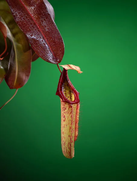 Riesenkrugbecher Der Exotischen Fleischfressenden Pflanze Nepenthes Miranda Auf Grünem Hintergrund — Stockfoto