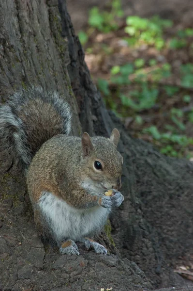 Ardilla en el parque con árbol — Foto de Stock