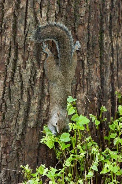 Esquilo no parque com árvore — Fotografia de Stock