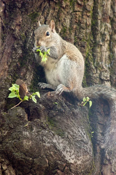 Ardilla en el parque con árbol — Foto de Stock