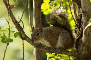 Park ağaç ile sincap