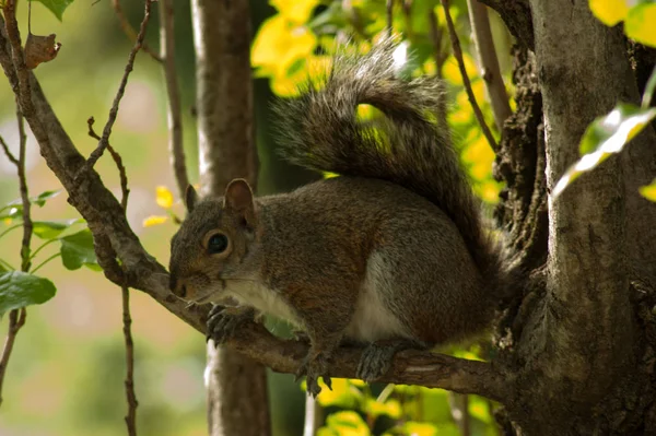 Squirrel di taman dengan pohon — Stok Foto