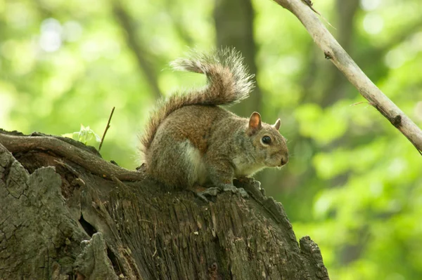 Wiewiórka w parku z drzewa — Zdjęcie stockowe