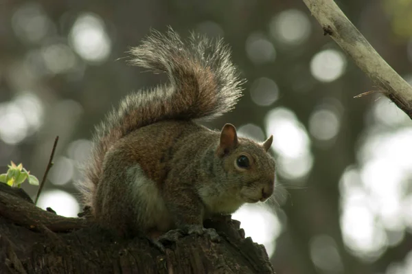 Ardilla en el parque con árbol — Foto de Stock