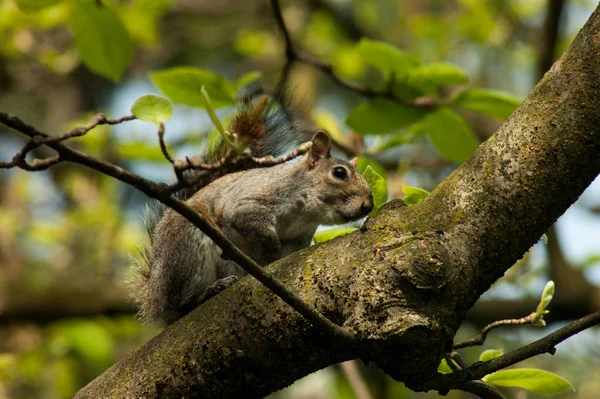 Esquilo no parque com árvore — Fotografia de Stock