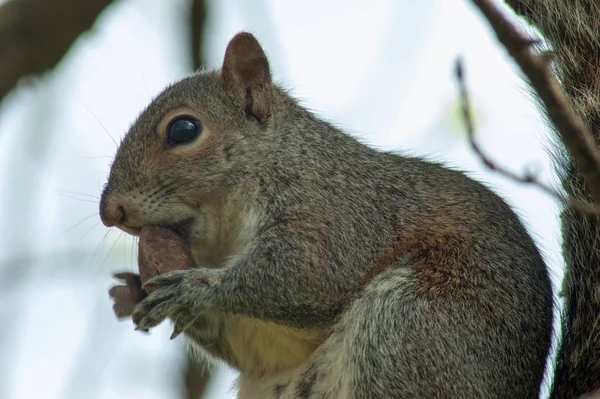 Ardilla en el parque con árbol — Foto de Stock