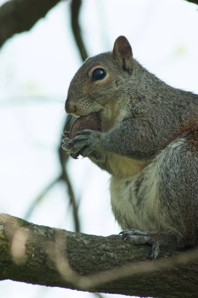 Ardilla en el parque con árbol — Foto de Stock