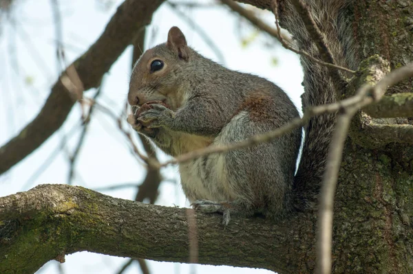 Ardilla en el parque con árbol — Foto de Stock