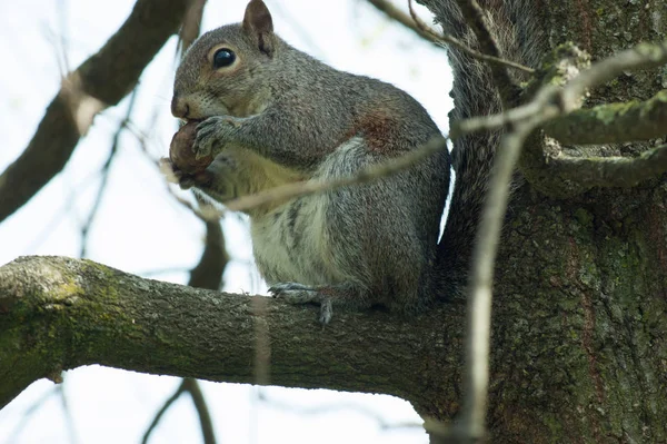 Squirrel di taman dengan pohon — Stok Foto